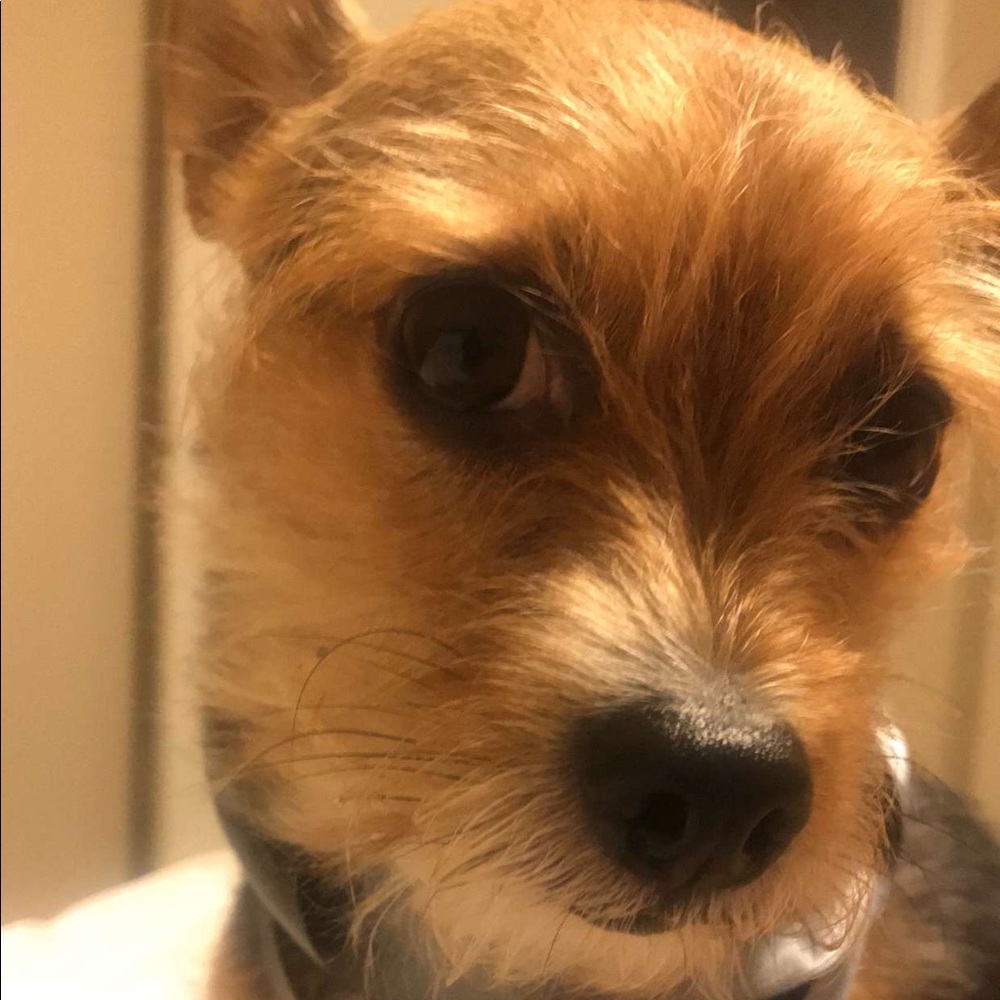 Meet your Posher, Francis